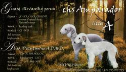 Bedlington terrier - Bedlington Terrier (009)