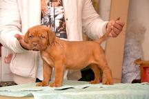 Dogue de Bordeaux puppies for sale