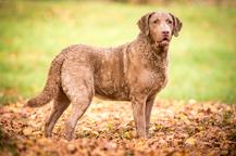 Chesapeake bay retriver whit FCI pedigre - Chesapeake Bay Retriever (263)