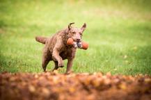 Chesapeake bay retriver whit FCI pedigre - Chesapeake Bay Retriever (263)