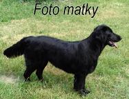 Flat Coated Retriever št. s PP - Flat Coated Retriever (121) Flat Coated Retriever št. s PP - Flat Coated Retriever (121)