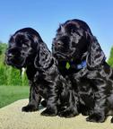 English cocker spaniel - English Cocker Spaniel (005)