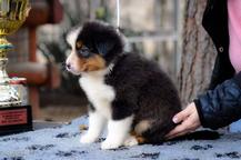 Australian shepherd  - Australian Shepherd (342)