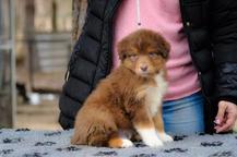 Australian shepherd  - Australian Shepherd (342)