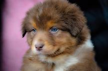 Australian shepherd  - Australian Shepherd (342)