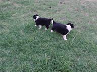 Border Collies (Skaaphondjies) - Border Collie (297)