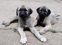 Kangal - Kangal Dog Kangal - Kangal Dog