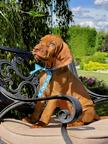 Hungarian Short-haired Pointing dog (Vizsla) puppies - Hungarian Short-Haired Pointing Dog (057)