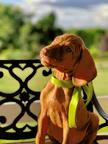 Hungarian Short-haired Pointing dog (Vizsla) puppies - Hungarian Short-Haired Pointing Dog (057)