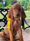 Hungarian Short-haired Pointing dog (Vizsla) puppies - Hungarian Short-Haired Pointing Dog (057)