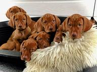 Hungarian Short-haired Pointing dog (Vizsla) puppies - Hungarian Short-Haired Pointing Dog (057)