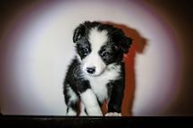 Border collie - Border Collie (297)