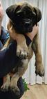 Bullmastiff - Bullmastiff (157)