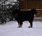 Mastif Tybetański  - Mastiff (264)
