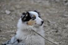 Australian shepherd  - Australian Shepherd (342)