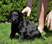 Briard puppies FCI - Briard (113)