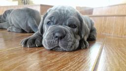 Puppies Mastino Napolitano from Elite Parents - Neapolitan Mastiff (197)