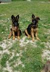 German Shepherd Longhaired - German Long-Haired Pointing Dog (117)