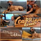 Rhodesian Ridgeback puppies - Rhodesian Ridgeback (146) Rhodesian Ridgeback puppies - Rhodesian Ridgeback (146)