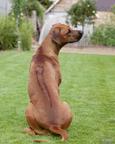 Rhodesian Ridgeback puppies - Rhodesian Ridgeback (146)