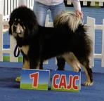 TIBETSKÁ DOGA -DO-KHYI -TIBETAN MASTIFF - Tibetan Mastiff (230)