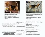Beagle - young male puppy, grandfather won WorldDogShow in Madrid - Beagle (161)