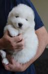 Male And Female Samoyeds For Sale - Samoyed (212)