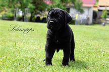 Cane Corso puppies with FCI pedigree - Italian Corso Dog (343) Cane Corso puppies with FCI pedigree - Italian Corso Dog (343)