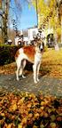 Russian borzoi - Borzoi - Russian Hunting Sighthound (193)