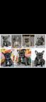 Buldog francuski - French Bulldog (101)