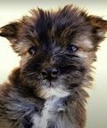 maltese Mixed Puppies for Sale - Crossbreed