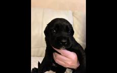 10 puppies flat coated retriver - Flat Coated Retriever (121)