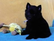 Schipperke puppies - male - Schipperke (083)