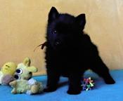 Schipperke puppies - male - Schipperke (083)