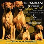 Rhodesian Ridgeback breeders  Shangani Ridge take reservations on litter A - Rhodesian Ridgeback (146)