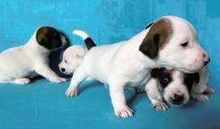 Excellent puppies of Jack Russell - Jack Russell Terrier (345)