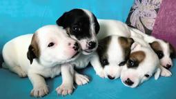 Excellent puppies of Jack Russell - Jack Russell Terrier (345)