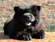 Chow chow puppies for sale - Chow Chow (205)