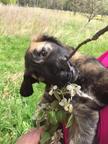 Puppies Afghan Hound (FCI) - Afghan Hound (228) Puppies Afghan Hound (FCI) - Afghan Hound (228)