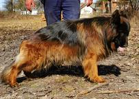 German Shepherd Longhaired - German Long-Haired Pointing Dog (117)
