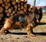 German Shepherd Longhaired - German Long-Haired Pointing Dog (117)