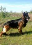 German Shepherd Longhaired - German Long-Haired Pointing Dog (117)