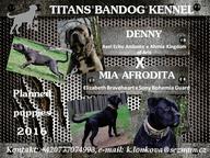 Bandog Mastiff puppies for sale 2016 - Crossbreed
