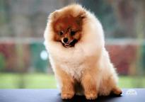 Pomeranian Puppies - Pomeranian