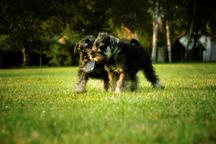 Miniature Schnauzer pepper and salt - Miniature Schnauzer (183)