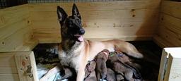 Working malinois puppies - Belgian Shepherd Dog (015)