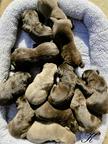 Cane Corso puppies black, brindle and blue - Italian Corso Dog (343) Cane Corso puppies black, brindle and blue - Italian Corso Dog (343)