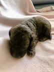 Bedlington terrier puppies - Bedlington Terrier (009)