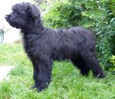 Briard - Briard (113)