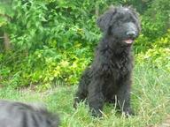 Briard - Briard (113)